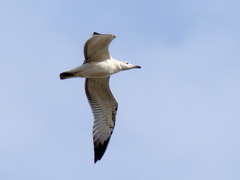 Ichthyaetus ichthyaetus