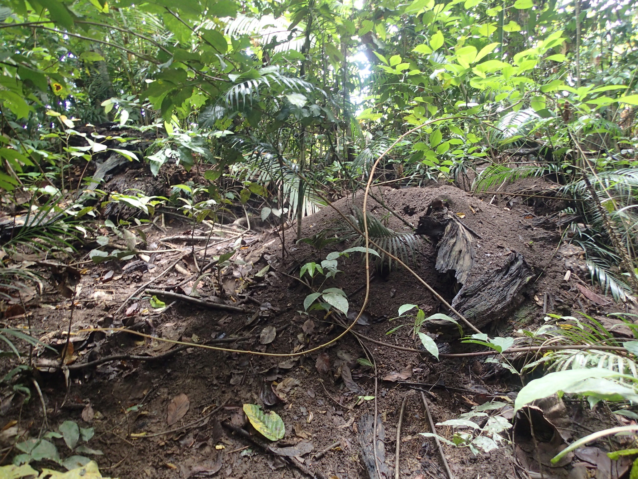 Nicobar Megapode (Megapodius nicobariensis), photo 9