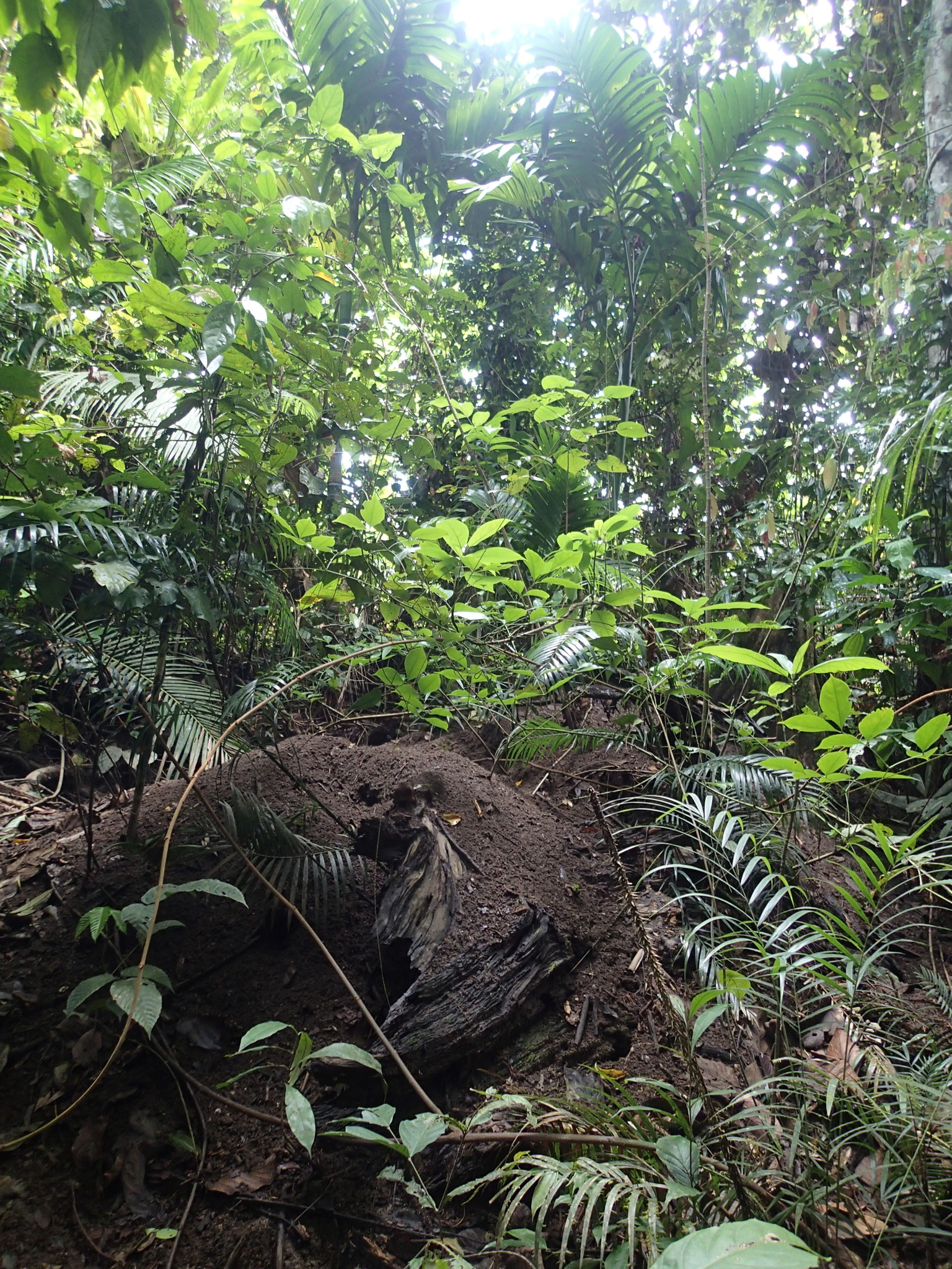 Nicobar Megapode (Megapodius nicobariensis), photo 10