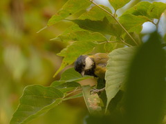 Parus major