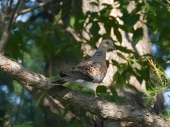 Streptopelia orientalis