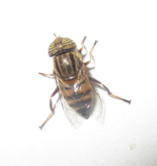 Eristalodes