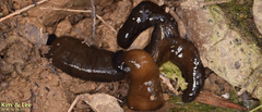 Bipalium fuscolineatum