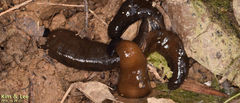 Bipalium fuscolineatum