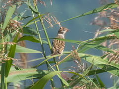 Passer montanus