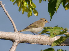 Phylloscopus collybita
