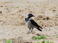 Corvus cornix
