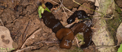 Bipalium fuscolineatum