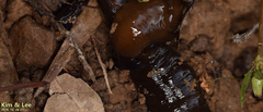 Bipalium fuscolineatum