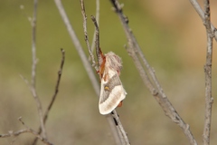Hemileuca peninsularis