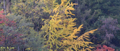 Ginkgo biloba