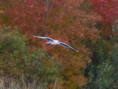 Chroicocephalus ridibundus