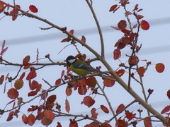 Parus major