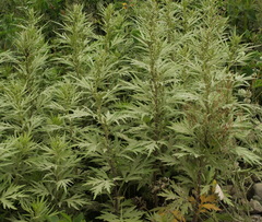 Artemisia vulgaris kamtschatica