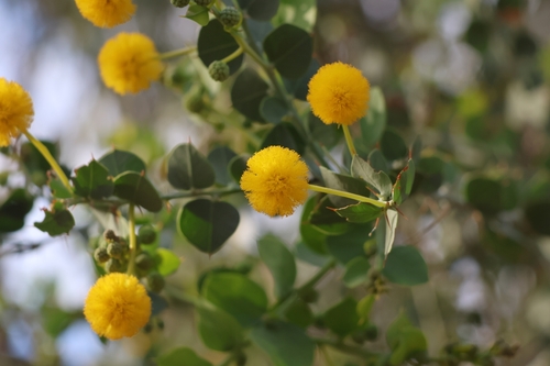 round-leaf wattle (Acacia strongylophylla)