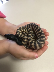 Aspidites melanocephalus