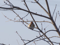 Carduelis carduelis