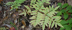 Osmunda japonica