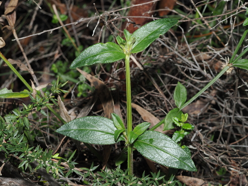 Coarse Stinkweed (Opercularia aspera)