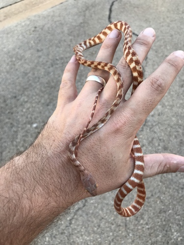 Brown Tree Snake sighting