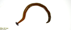 Bipalium fuscolineatum