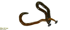 Bipalium fuscolineatum