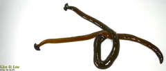 Bipalium fuscolineatum