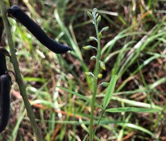 Crotalaria lanceolata
