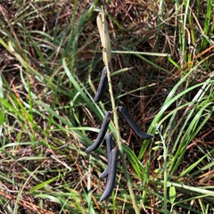 Crotalaria lanceolata