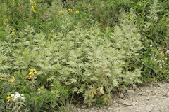 Artemisia vulgaris kamtschatica