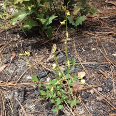 Crotalaria rotundifolia