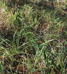 Crotalaria lanceolata