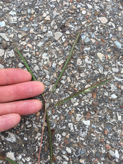 Dichanthium aristatum