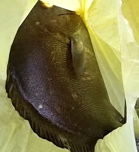 Plectorhinchus schotaf observed 2025-08-10