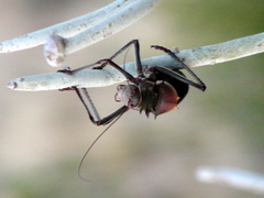 Acanthoplus