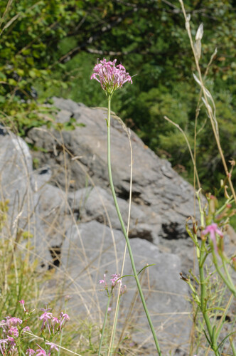 Centranthe à feuilles étroites 2