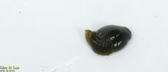 Hirudinidae
