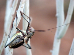 Acanthoplus