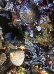 Steromphala cineraria