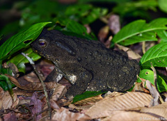 Phrynoidis juxtasper