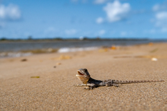 Acanthocercus gregorii