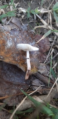 Lepiota lilacea