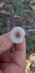 Lepiota lilacea