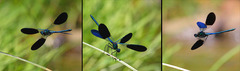 Calopteryx xanthostoma