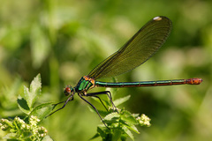 Calopteryx xanthostoma