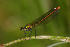 Calopteryx xanthostoma