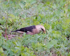 Acridotheres leucocephalus