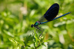 Calopteryx xanthostoma
