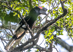 Bycanistes subcylindricus
