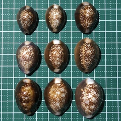 Monetaria caputserpentis